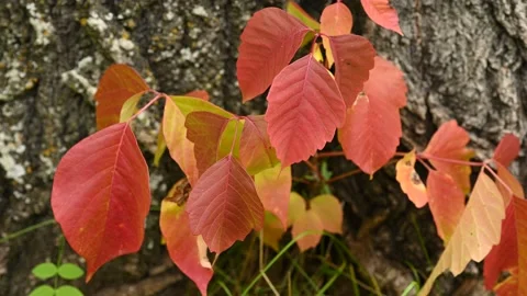 Macro video closeup of a few vibrant red and orange Poison Ivy leaves Stock Footage 139212493