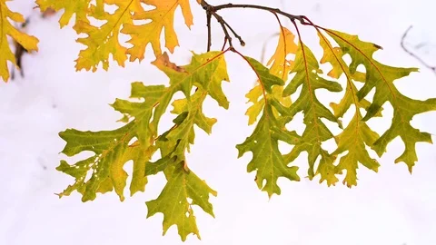 Macro video closeup of a few yellowish green autumn oak leaves Stock Footage 119069249