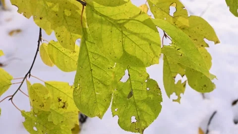 Macro video closeup of a group of bright lime green leaves  Stock Footage 141882006