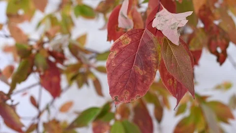 Macro video closeup of many decaying red and green autumn leaves blowing lightly Stock Footage 118084193