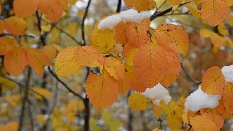 Macro video closeup of many decaying orange autumn leaves blowing lightly Stock Footage 118084283