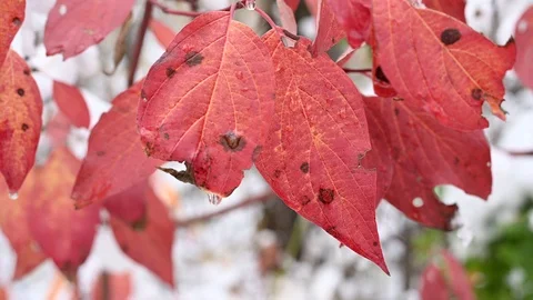 Macro video closeup of several decaying red leaves blowing lightly in the wind Stock Footage 118267345