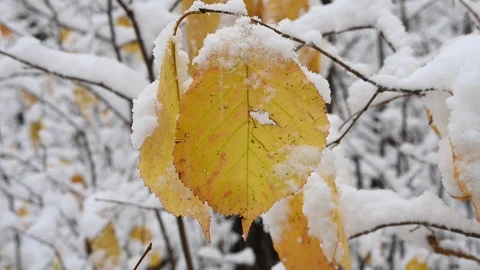 Macro video closeup of a single decaying orange and red autumn leaf  Stock Footage 118266868