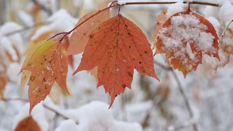 Macro video closeup of three decaying red and orange autumn cranberry leaves Stock Footage 118266736