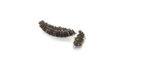 Macro video of common mosquito eggs floating in water, isolated on white ba.. Video stock 254548056