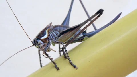 Macro video of cricket. 库存影片 247393839