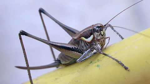 Macro video of cricket. Stockbeeldmateriaal 247394003