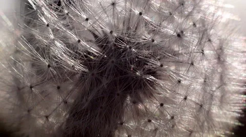 Macro video of dandelion Stock Footage 37272640