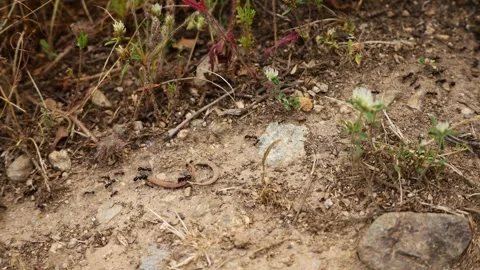 Macro video of a determined ant carrying a large piece of wood Stock Footage 337137733