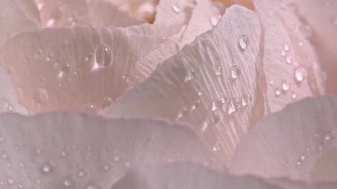 Macro video dew drops on delicate pink flower petals shimmer beautifully Stock Footage 303176841
