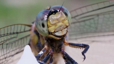 Macro video of a dragonfly's face. huge reticulated eyes close up.  detailed vie Stock Footage 170560982