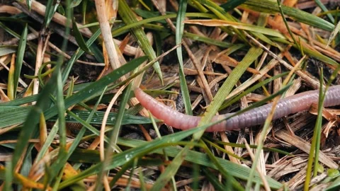 Macro video of an earthworm wiggling in grass Stock Footage 263378394