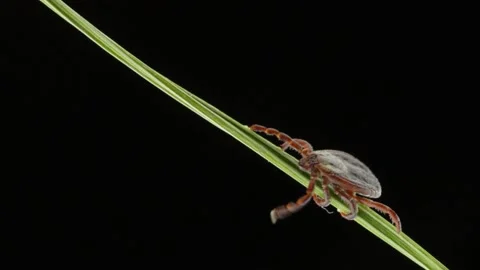 Macro Video of Encephalitis Tick Insect Crawling on Green Grass. Stock Footage 139720149