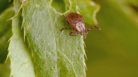 Macro Video of Encephalitis Tick Insect Crawling on Green Leaf. Encephalitis Stock Footage 140523470