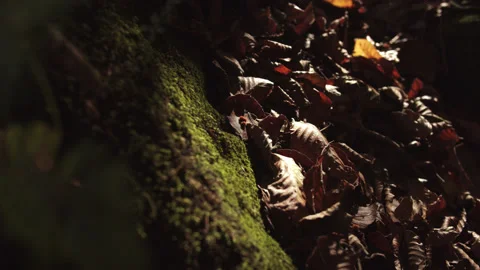 Macro video of fallen leaves painted in autumn colours. forest foliage in fall Stock Footage 204051237