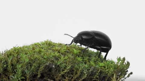 Macro video of female  Darkling beetle (Gnaptor spinimanus, Tenebrionidae) Stock Footage 151572708