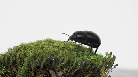 Macro video of female  Darkling beetle (Gnaptor spinimanus, Tenebrionidae) Stock Footage 151572709