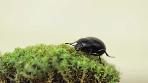 Macro video of female  Darkling beetle (Gnaptor spinimanus, Tenebrionidae) Stock Footage 151595811