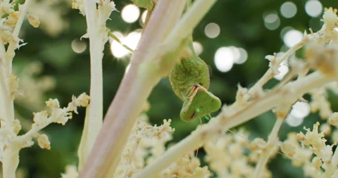 Macro video of a female praying mantis moving on a green branch and leaf. Stock Footage 246804783