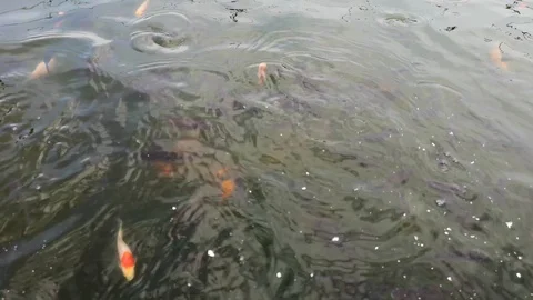 Macro video filming of how fish are fed. Red carp swim up to the surface and eat Stock Footage 108514302