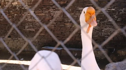 Macro video filming motion white goose in a close-up cage Stock Footage 90828283
