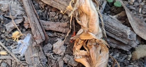 Macro video of a firebug crawling on dry plant roots Stock Footage 335068643