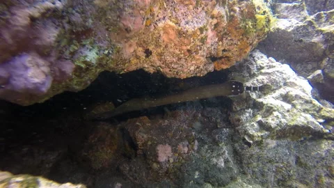 Macro video fish flute underwater in Atlantic ocean. 库存影片 139329862