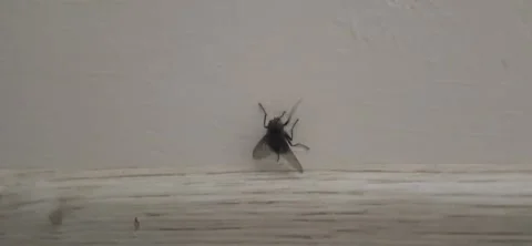 Macro video of a flesh fly crawling on a surface and vibrating wings 動画素材 333794473