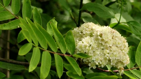 Macro video of flowering rowan Stock Footage 274308017