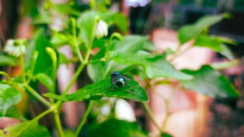 Macro video of a fly on a leaf, capturing the act of excretion. Stock Photos