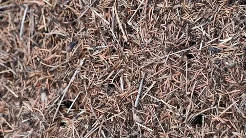 Macro video footage of active ants crawling on a forest anthill Stock Footage 346116767