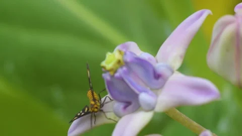 Macro video footage of insects on flower petals Stock Footage