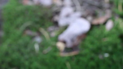 Macro video of a forest, nature Stock-Footage 167903645