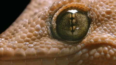 Macro video gecko eyes, which often breathes Stock-Footage 101303877