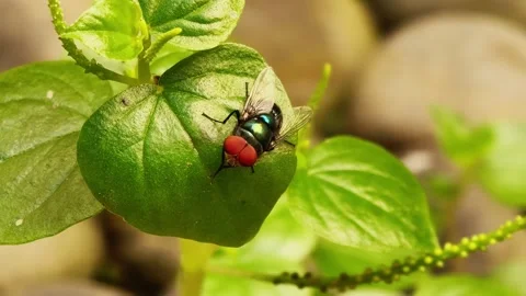 Macro Video of Green Bottle Fly Perched on Peperomia Pellucida Leaf Stock Footage 334322929