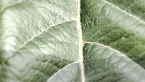 Macro video of a green leaf. Vídeos de archivo 235173769