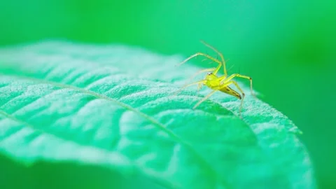 Macro video of a green spider sitting on a leaf in the forest. Stock Footage 250932259