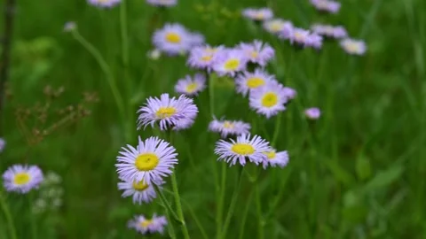 Macro video of a group of beautiful violet colored daisy wildflowers Stock Footage 139651046