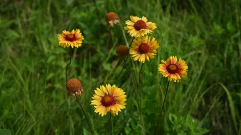 Macro video of a group of bright yellow and orange Great Blanketflower Stock Footage 135949615
