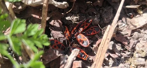 Macro video of a group of firebugs gathered on the ground 動画素材 335071720
