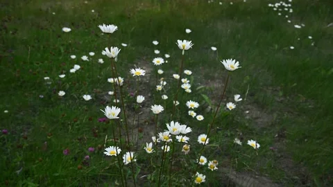 Macro video of a group of white daisy wildflowers Stock Footage 138891883