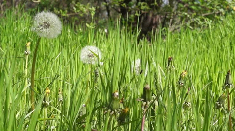 Macro video of a Grown dandelion Stock Footage 37272117