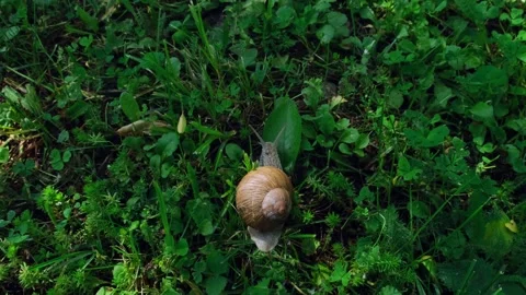 Macro video Helix Aspersa snail crawling in the green grass. Stock Footage 242553962
