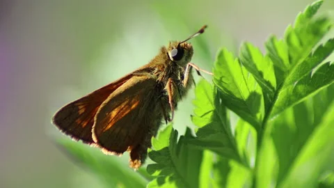 Macro video of Hesperia Comma - 4K - ProRes Stock Footage 154794735