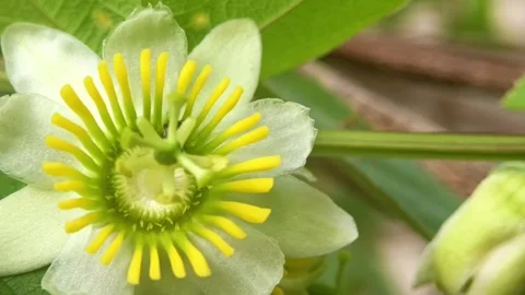 Macro video of honey bees taking nectar from a beautiful sun-shaped flower Stock Footage 327106150