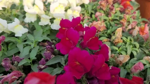 Macro video of a honeybee foraging and crawling inside a pink snapdragon fl.. 库存影片 337724712