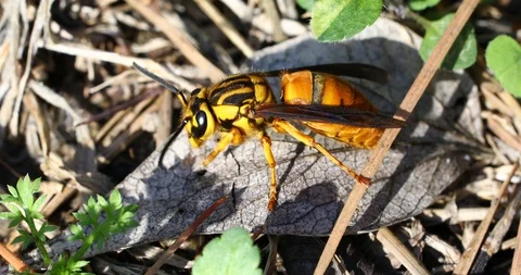 Macro video of a hornet Vidéo 89593947