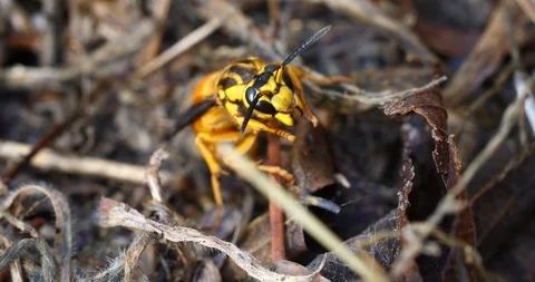 Macro video of a hornet Stockbeeldmateriaal 89594127