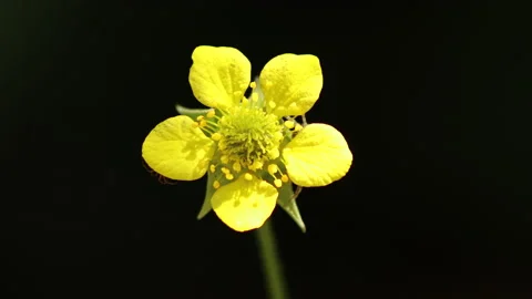Macro video Hypericum androsaemum - 4K - ProRes Stock Footage 153274782