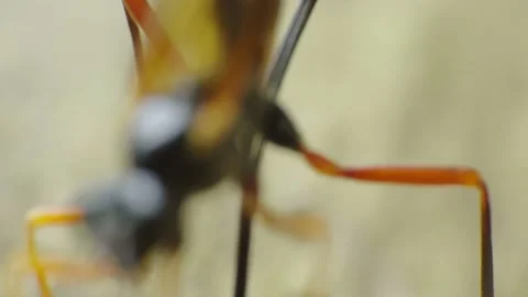Macro video of an Ichneumon Wasp drilling into solid wood to deliver its eggs 4K Stock Footage 156619404